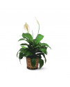 Spathiphyllum petit